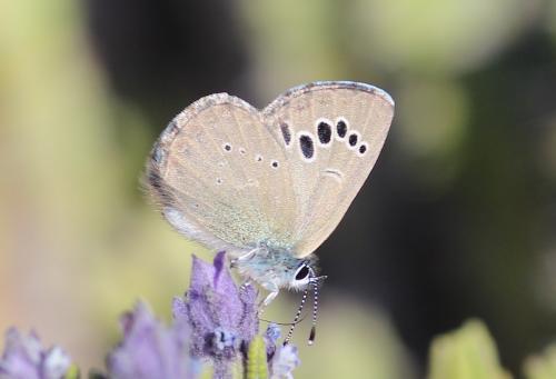 Glaucopsyche melanops alluaudi